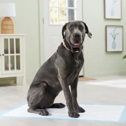 Frisco Giant Premium Dog Training & Potty Pads, 27.5 x 44-in, Unscented, 100 count