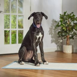 Frisco Giant Ultra Premium Non-Skid Dog Training & Potty Pads, 27.5 x 44-in, Unscented, 100 count